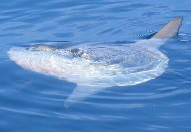 Mỗi lần sinh nở, cá mặt trăng có thể đẻ tới 300.000.000 trứng - nhiều hơn bất kỳ động vật có xương sống nào khác.