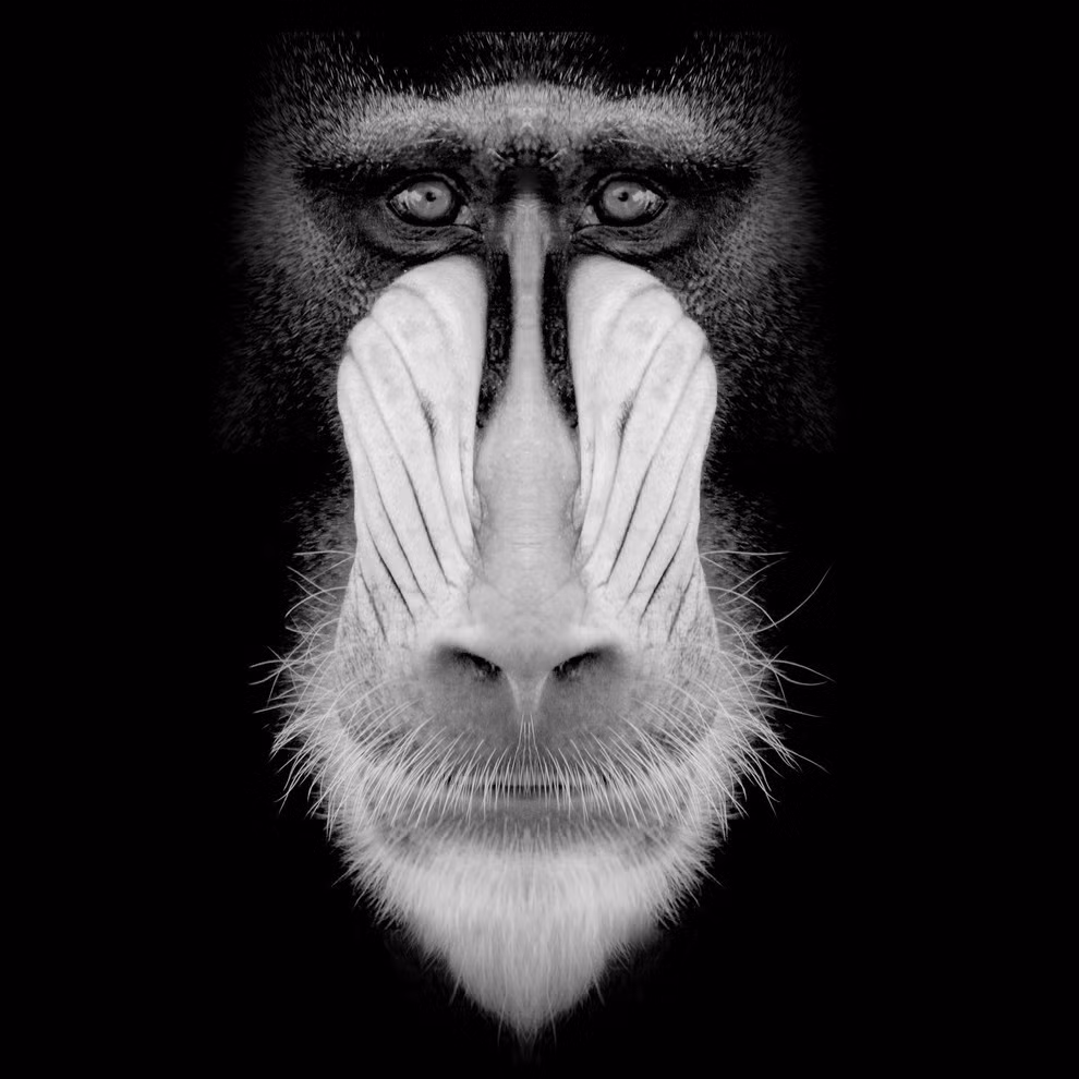 Bức ảnh sáng tạo chụp nguyên mặt chú đười ươi của tác giả Leonardo Horacio Fainbich, đến từ Argentina 