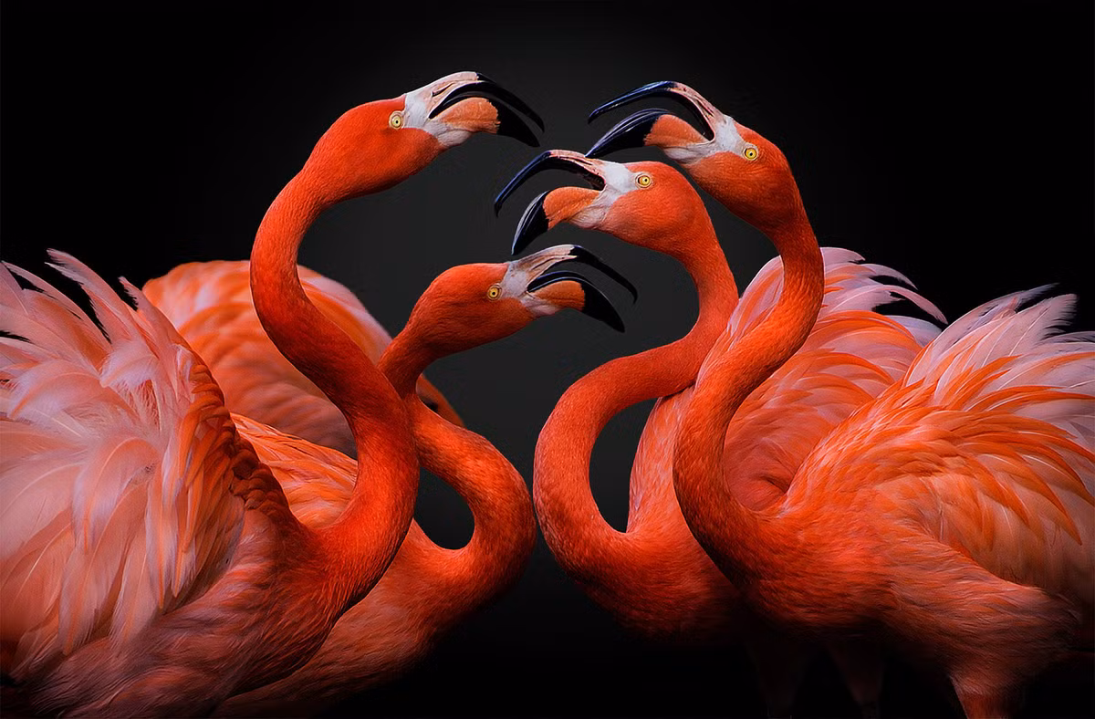 Tác giả Pedro Jarque, đến từ Tây Ban Nha gửi đến hình ảnh những chú chim hồng hạc đang tranh cãi với nhau. 