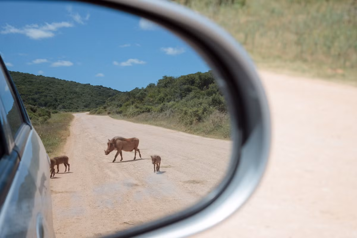 Hình ảnh lợn rừng mẹ dẫn đàn con đi tìm thức ăn ở Công viên Quốc gia Addo Elephant, Nam Phi qua ống kính của tác giả Mario Lameiras (Bồ Đào Nha). 