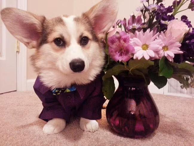 Cô ấy có thích màu tím không cậu chủ?