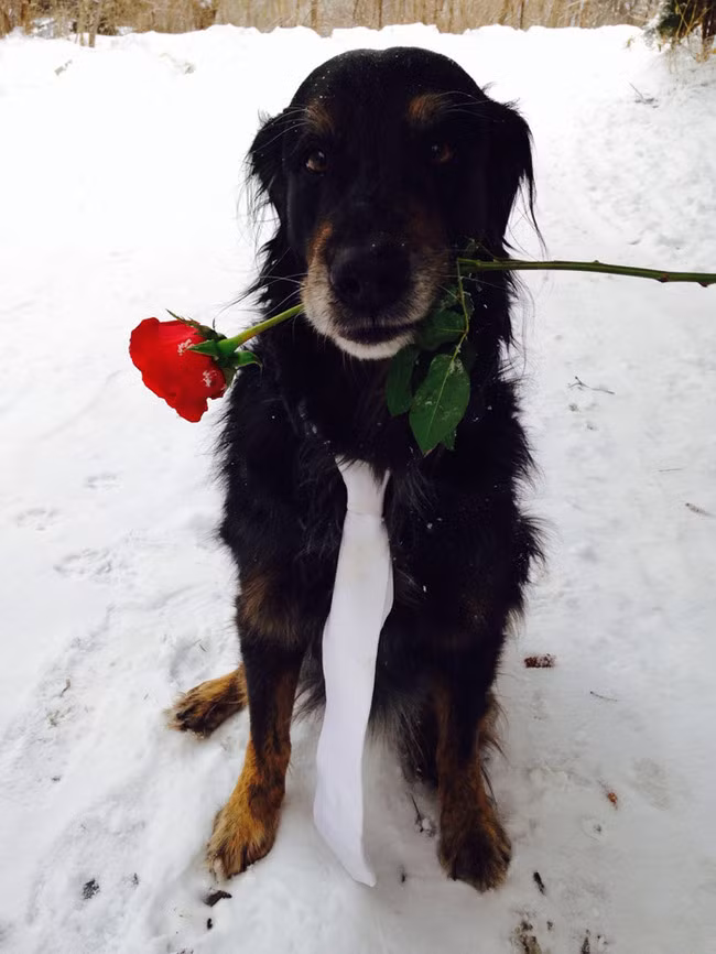 Tôi đại diện cho cậu chủ đến mời cô nàng trong mơ đi chơi đấy!