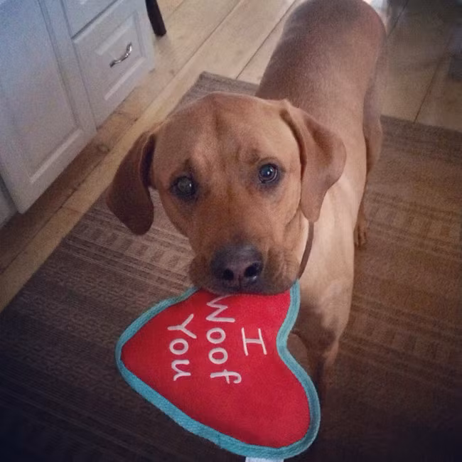 Hãy nhận lấy tấm chân tình này của cậu chủ tôi đi ạ!