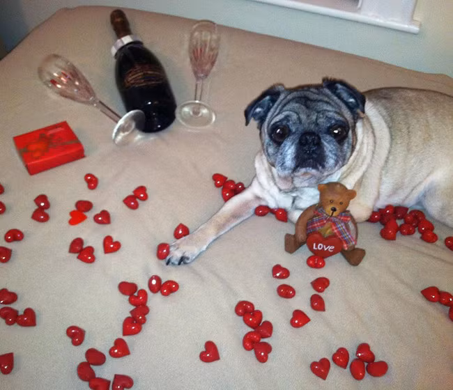 Hãy trở thành "gấu" của cậu chủ tôi, làm ơn!