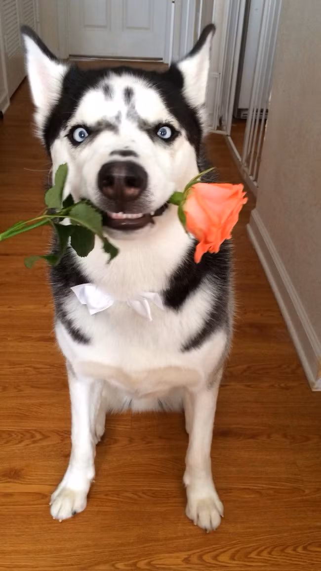 Màn tỏ tình dữ dội! Anh ấy yêu cô nhiều lắm đó! Tôi thề!