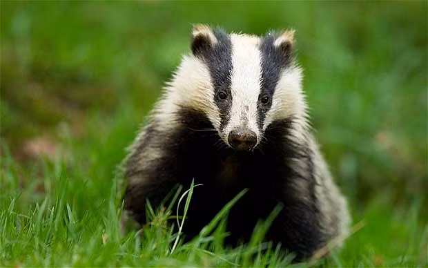  Sự thực gây sốc ít người biết là loài lửng là loài có họ hàng với chồn, rái cá, và chồn gulô. Mặc dù được xếp vào họ Mustelidae – một loài động vật ăn thịt nhưng thực tế, lửng châu Âu là động vật ăn tạp.