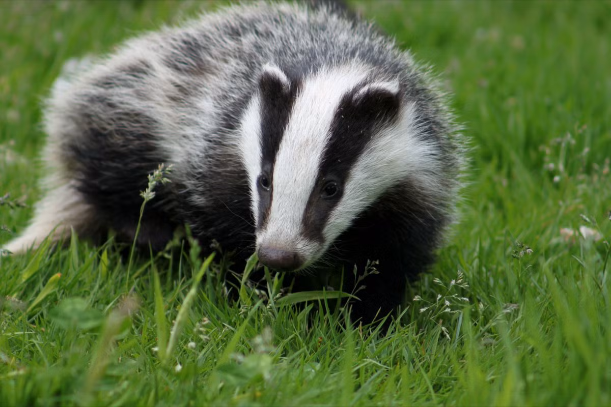 Bạn có thể tự đi và quan sát lửng châu Âu một mình trong môi trường sống của chúng nhưng tốt hơn hết là nên đi theo nhóm. Bạn sẽ được an toàn miễn là bạn không phiền đến cuộc sống của nó.