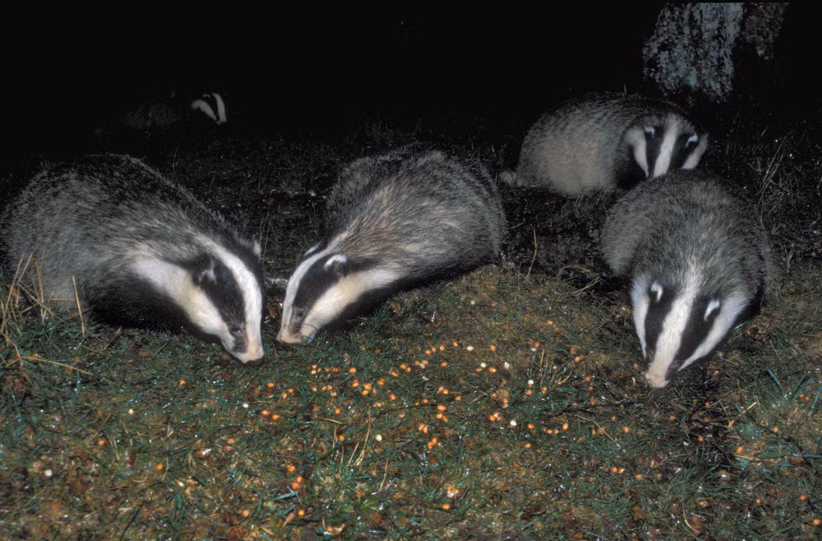 Các loài lửng châu Âu đã sinh sống trên các hòn đảo của nước Anh từ 250.000 năm trước, thậm chí một số nhà khoa học còn cho rằng chúng đã xuất hiện trên trái đất từ 400.000 năm trước và hiện đang sống ở khắp nơi trên thế giới.