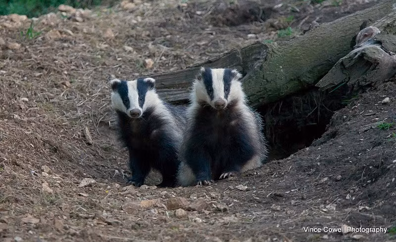 Đây là loài động vật khá xa cách nên chúng thích được ở một mình thay vì ở bên cạnh con người. Nếu bạn cố tình lại gần một con lửng, bạn có khả năng bị chúng cắn hoặc tấn công bằng móng vuốt sắc nhọn.