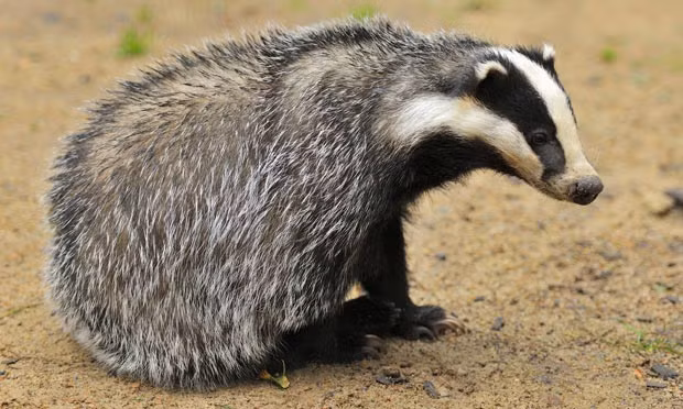 Mặc dù hung dữ khi bị chọc tức, nhưng ngoài ra lửng châu Âu khá hiền lành, có thể chia sẻ hang với các loài khác như thỏ, cáo đỏ và lửng chó. Tuy không thường bắt gia cầm nuôi nhưng chúng bị cáo buộc gây thiệt hại chăn nuôi thông qua việc lây lan bệnh lao bò.