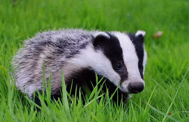 Lửng châu Âu sống theo đàn trong một hang ngầm qua nhiều thế hệ (thậm chí lên tới hàng thế kỷ). Tính trung bình, mỗi hang có khoảng 6 con lửng, cá biệt có một số hang có tới 12 con. Hang của chúng được chia thành nhiều “phòng” riêng để ngủ và sinh đẻ.