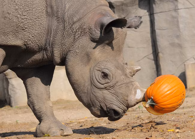 Tê giác biến thức ăn thành đồ chơi.