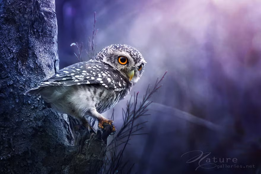 Và cuối cùng là hình ảnh chú chim cú con nhỏ nhắn, đáng yêu với tư thế đậu còn lộ vẻ vụng về.