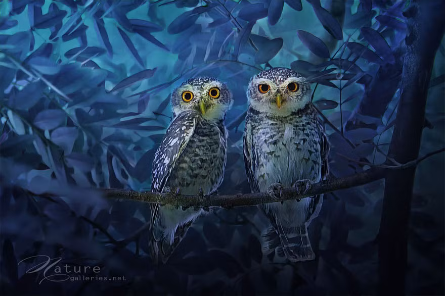 Bộ đôi chim cú nổi bật giữa khung cảnh xung quanh.