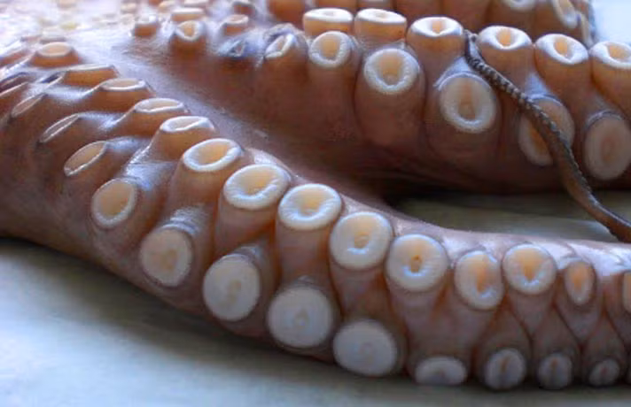 Lý do khiến mực khổng lồ bị mất xúc tu có thể là do chiến đấu với cá nhà táng hay khi tìm cách trốn thoát lưới của ngư dân. Nhưng bạn yên tâm, hầu hết các loài mực như mực Architeuthis đều có thể tự tái sinh xúc tu nhanh chóng.