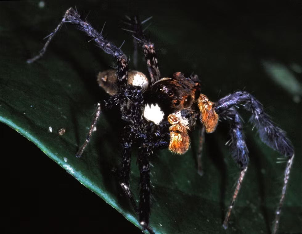 Nhưng một bộ óc thông minh không phải lúc nào cũng thuộc về kẻ to xác. Nhện Portia đã chứng minh điều đó.