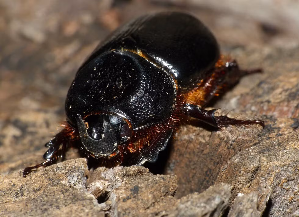 Bọ tê giác nhỏ bé này có thể nâng một vật nặng gấp 850 lần trọng lượng của nó. Nếu loài voi cũng sở hữu sức mạnh đó thì nó có thể vác 850 con voi khác trên lưng mình.