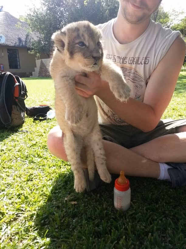 Cho hổ uống sữa bằng một cái bình nhỏ thực sự là một trải nghiệm khác lạ.