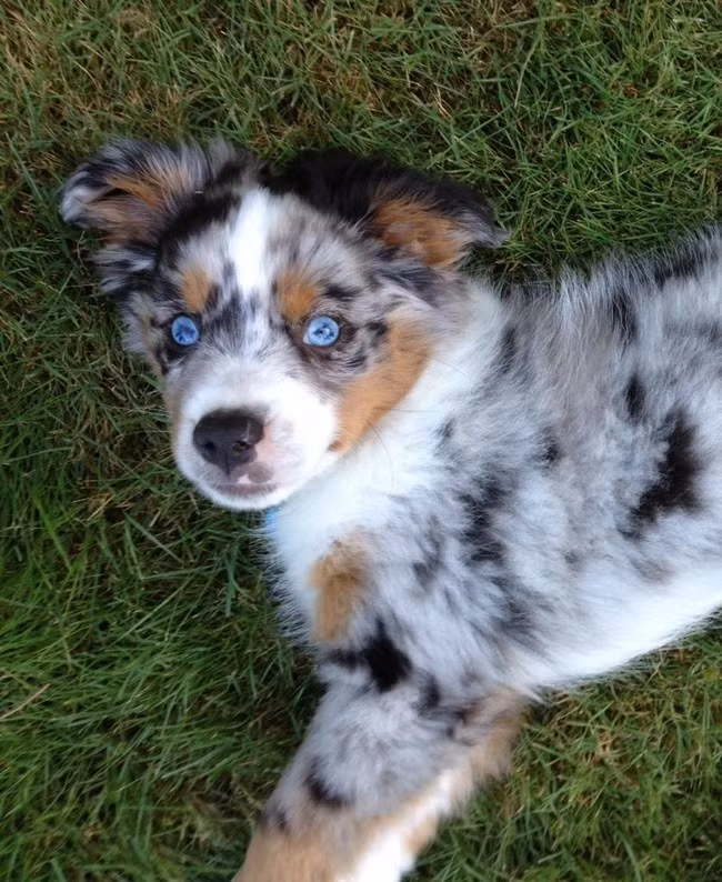 Chú chó này cũng sở hữu một đôi mắt ngọc xanh thẳm cực lôi cuốn.