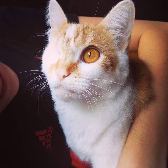 Tuy chỉ còn một mắt nhưng con mắt hổ phách trong suốt còn lại khiến chú mèo không hề mất đi vẻ tinh anh.