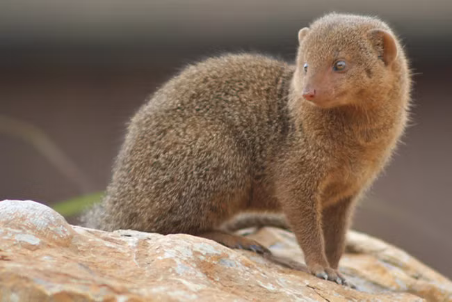 Mỗi năm một lần, cầy Mangut lại phát ra những âm thanh cao tần để thông báo với những con khác rằng chúng đã sẵn sàng để giao phối. Cầy Mangut cái mỗi năm đẻ một lứa, mỗi lứa 4 con. Cầy Mangut con khi mới sinh ra đều không nhìn thấy được.