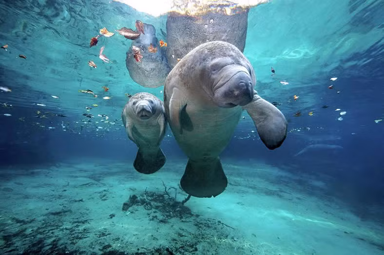  Lợn biển sinh sản rất chậm. Cứ 4 -5 năm, lợn biển cái mới sinh con. Nó mang thai 13 tháng và chỉ đẻ mỗi 1 con/lứa. Lợn biển con sẽ ở với mẹ nó trong 2 năm đầu đời.