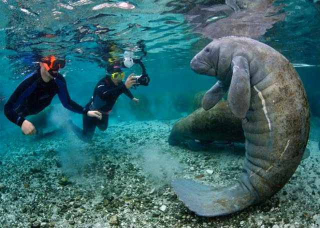 Lợn biển tiến hóa từ những động vật sống trên cạn cách đây 60 triệu năm. Môi của nó rất dày, giúp nó ngoạm được thức ăn. Hàm răng của lợn biển phát triển liên tục suốt cuộc đời.