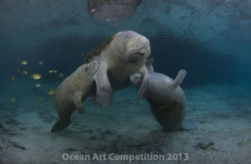 Lợn biển rất nhạy cảm với những thay đổi về nhiệt độ nước. Nhiệt độ nước dưới 15,5°C có thể khiến lợn biển bị viêm phổi và dẫn đến tử vong.