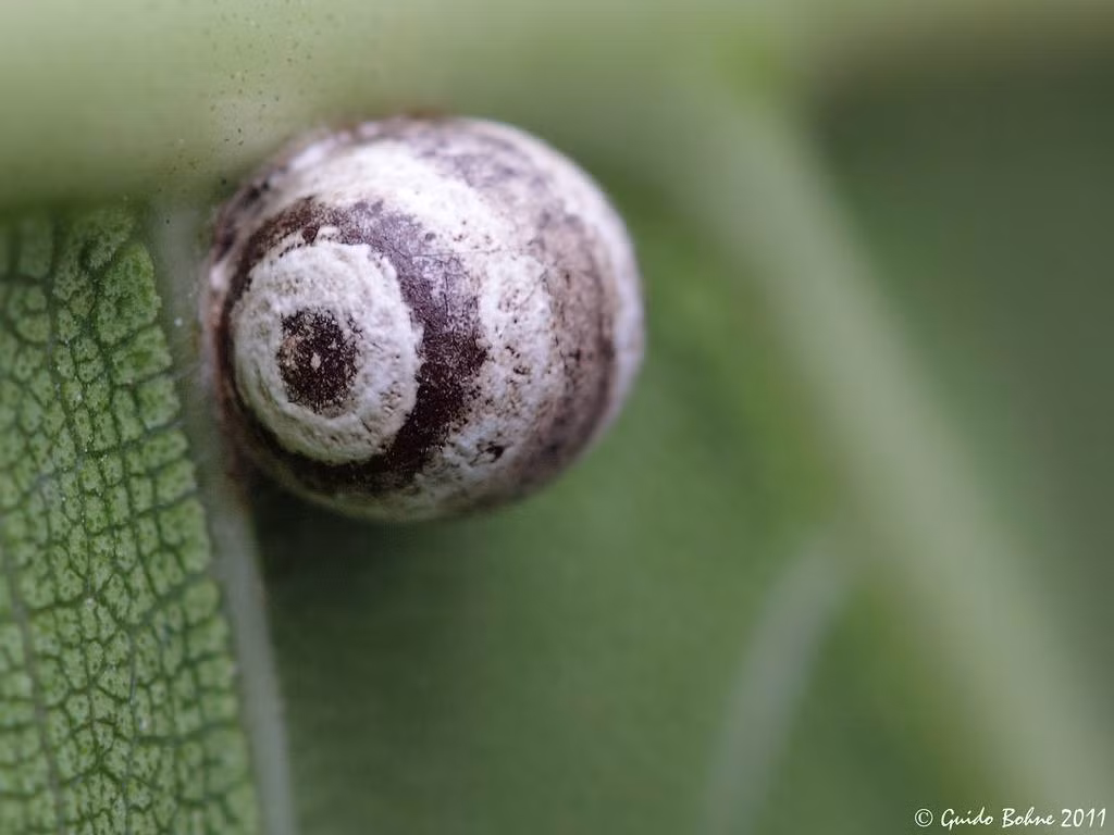 Một quả trứng bọ que duy nhất chụp tại Malaysia. Tùy từng loài, mỗi lần sinh sản, bọ que đẻ khoảng 100-1.200 quả trứng. Một số loài thậm chí còn có thể sinh sản vô tính.