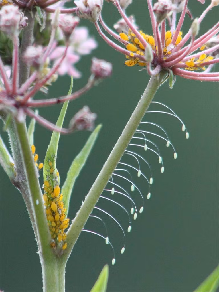 Loài cánh gân Chrysopidae gắn trứng của nó vào lá hoặc cuống hoa bằng một sợi tơ mỏng manh. Sau khi nở, ấu trùng Chrysopidae như một loài khát máu – có thể hóa lỏng một con rệp chỉ trong 90 giây và thưởng thức món ăn.