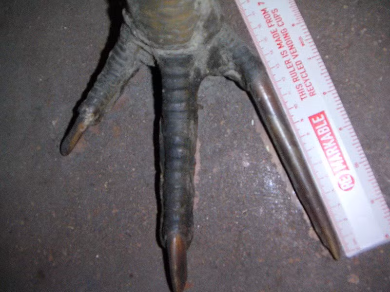 Bàn chân của chúng có những móng vuốt cực nhọn. Móng của ngón chân giữa có thể dài tới 125mm. Những móng vuốt này cực kỳ đáng sợ khi chúng dùng chân để đá người và vật.