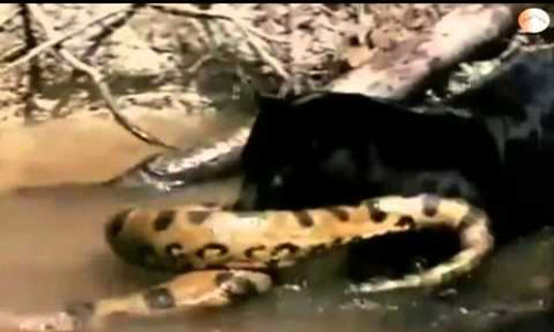 Báo đen khôn ngoan hạ gục trăn khổng lồ Anaconda Bao den khon ngoan ha guc tran khong lo Anaconda