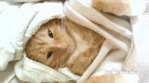 Giá như ngày nào cũng được đi spa.