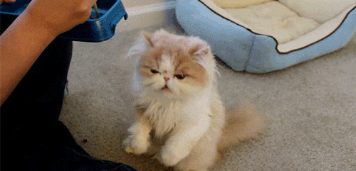 Mèo cũng cần được chăm bẵm từng bữa ăn như đứa trẻ vậy.