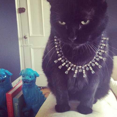 Chiếc vòng cổ bằng kim cương này có lẽ chưa đủ làm anh chàng mèo đen hài lòng?