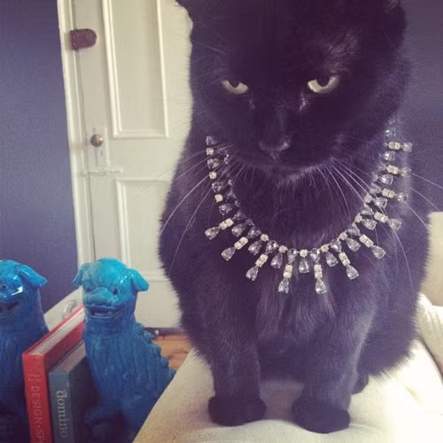 Chiếc vòng cổ bằng kim cương này có lẽ chưa đủ làm anh chàng mèo đen hài lòng?
