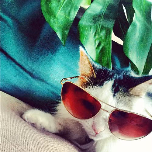 Chiếc kính sành điệu này tạo cho cô nàng cực phong cách.