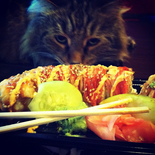 Ngán ngẩm quá, mèo phải ăn sushi tươi cả ngày.