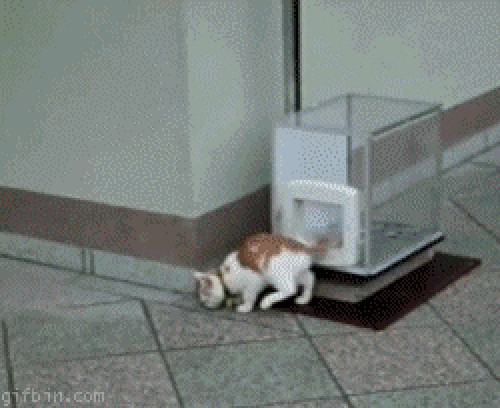 Mèo cũng phải có thang máy đi riêng chứ đâu phải đùa