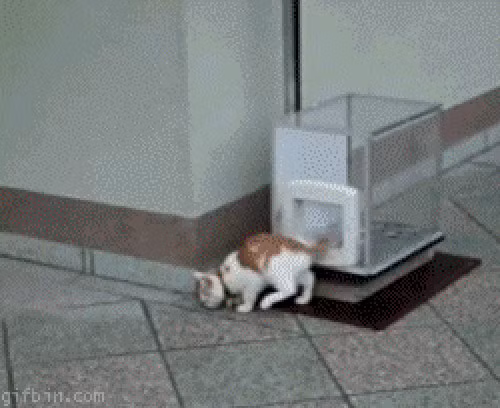 Mèo cũng phải có thang máy đi riêng chứ đâu phải đùa