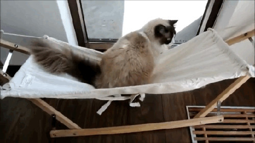 Còn anh chàng này thì giải trí bằng cách nhào lộn trên chiếc võng của riêng mình.