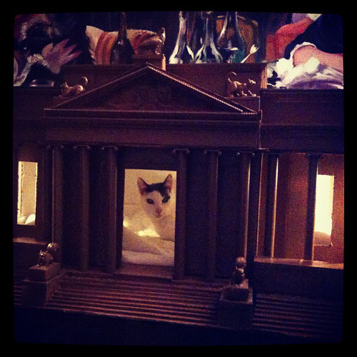 Còn cô mèo này chỉ thích sống trong biệt thự.