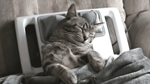 Phải có gối mát xa như thế này mèo mới ngủ ngon được.