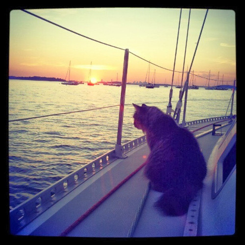 Ngồi trên du thuyền ngắm biển lúc hoàng hôn cũng là sở thích của mèo đấy.