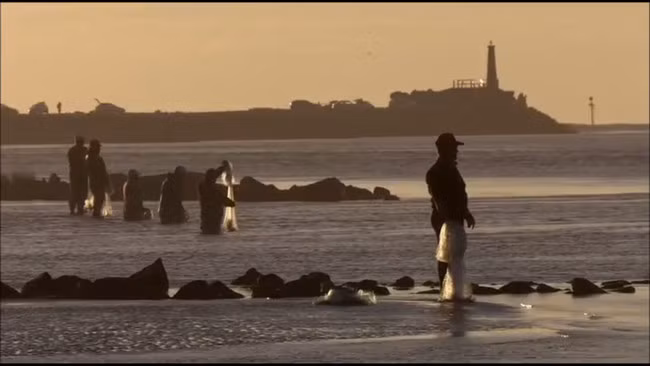 Con người không cần chia cá cho cá heo bởi những con cá bơi khỏi lưới chính là phần thưởng dành cho công sức của chúng.