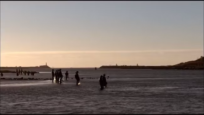 Thực tế, cá heo không cần cộng tác với người mới có thể kiếm được cá ăn.