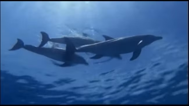 Những mối quan hệ con người – động vật này rất hiếm gặp trong tự nhiên. Nếu có, mối lợi thường chỉ dành cho một trong hai bên.