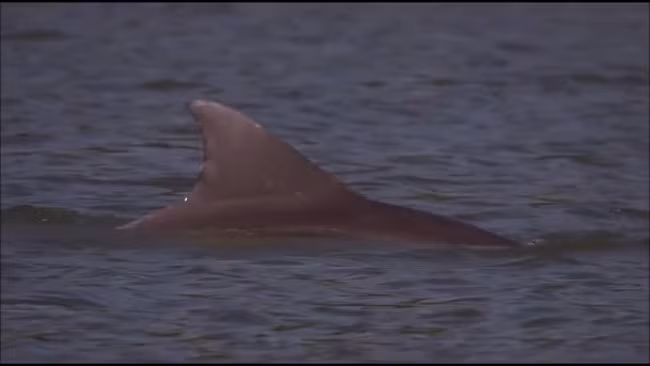 Đặc biệt, mối quan hệ thân thiết này đã kéo dài tới 120 năm.