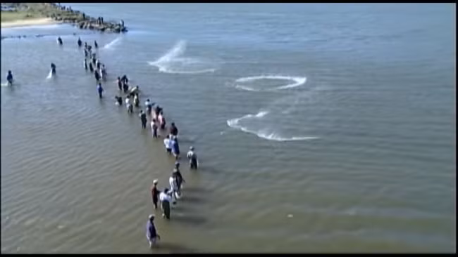 Trong khi đó, cá heo sử dụng những tín hiệu đặc biệt – giống như một kiểu ngôn ngữ, để chỉ cho con người biết khi nào, ở đâu có thể cất lưới lên.