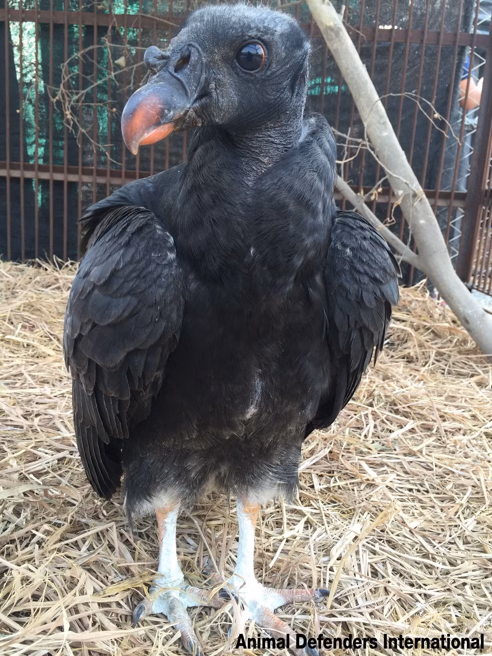 Chương trình Operation Spirit of Freedom đang nỗ lực hết sức để có thể cứu sống những động vật hoang dã đáng thương này.